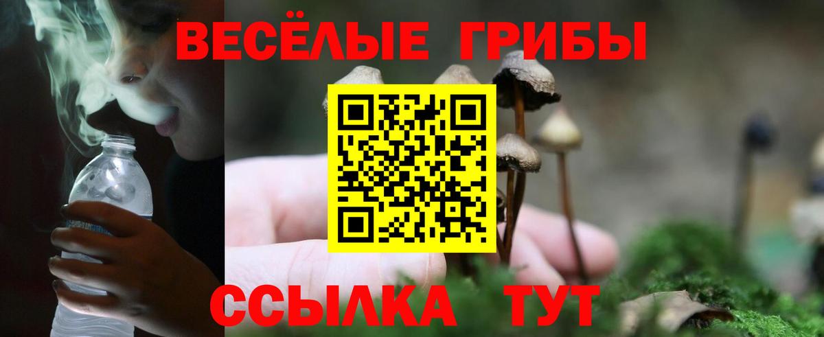 Псилоцибиновые грибы GOLDEN TEACHER Россия